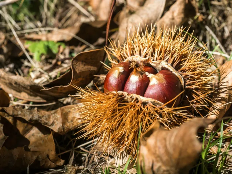 Chestnut Festival